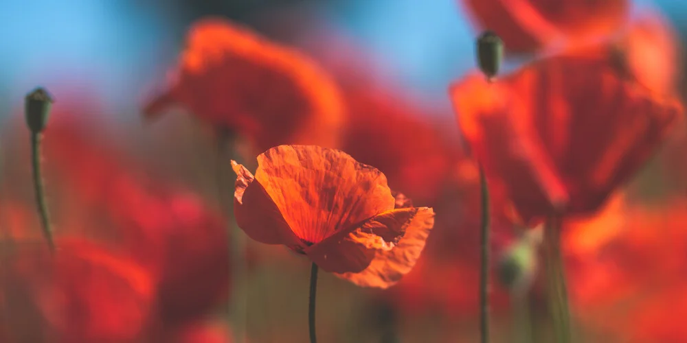 Rote Mohnblumen - fotokunst von Thomas Wegner
