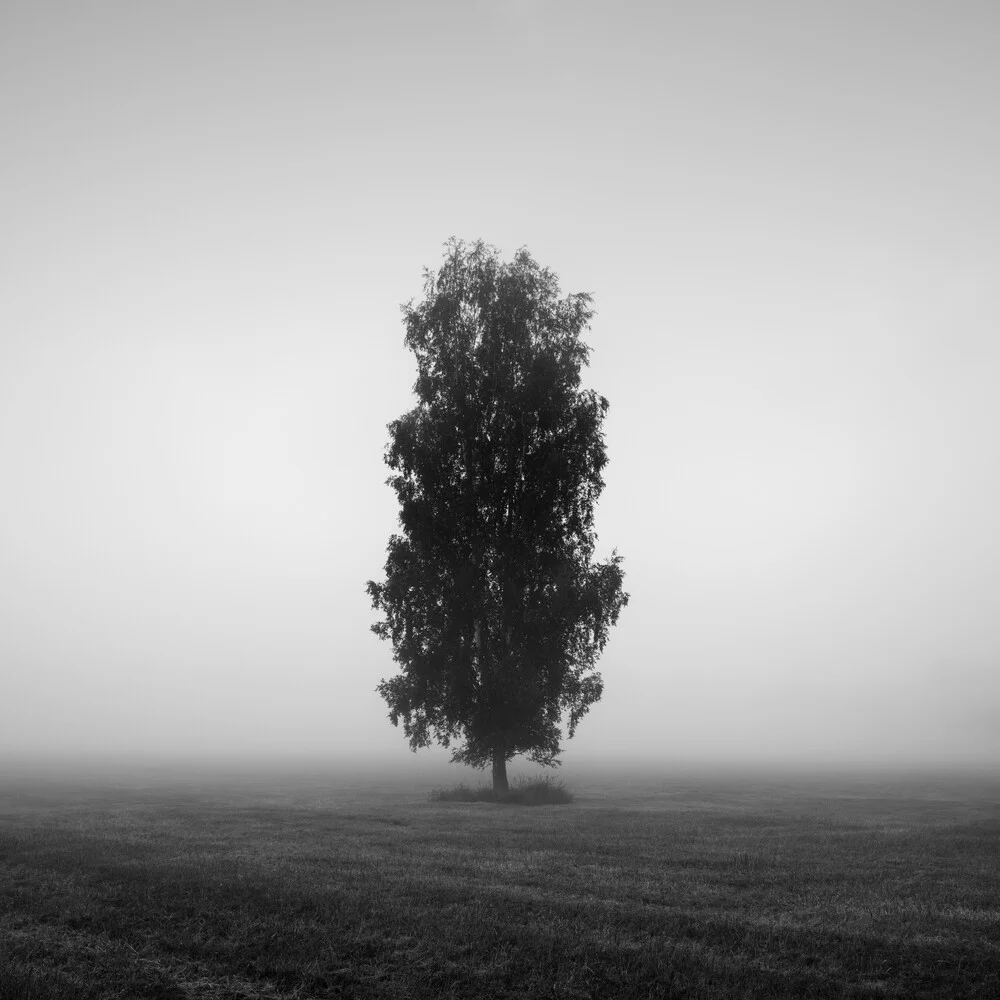 Tree in fog - Fineart photography by Thomas Wegner