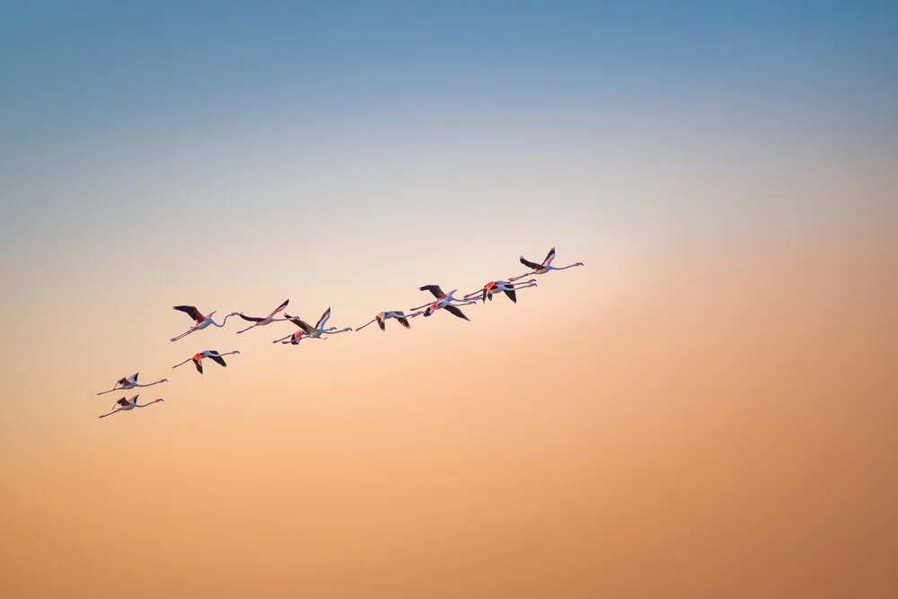 Up and Away - fotokunst von Thomas Kleinert