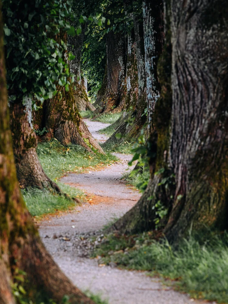 The path - Fineart photography by André Alexander