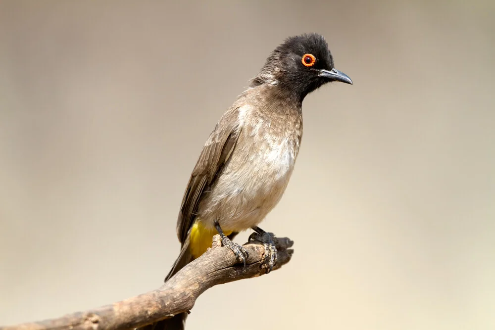 African Red-Eyed Bulbul - Fineart photography by Angelika Stern