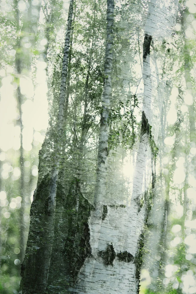 birch trees - Fineart photography by Nadja Jacke