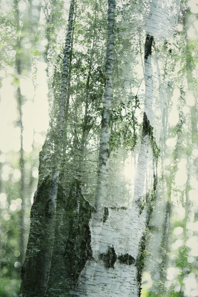 Birken - fotokunst von Nadja Jacke