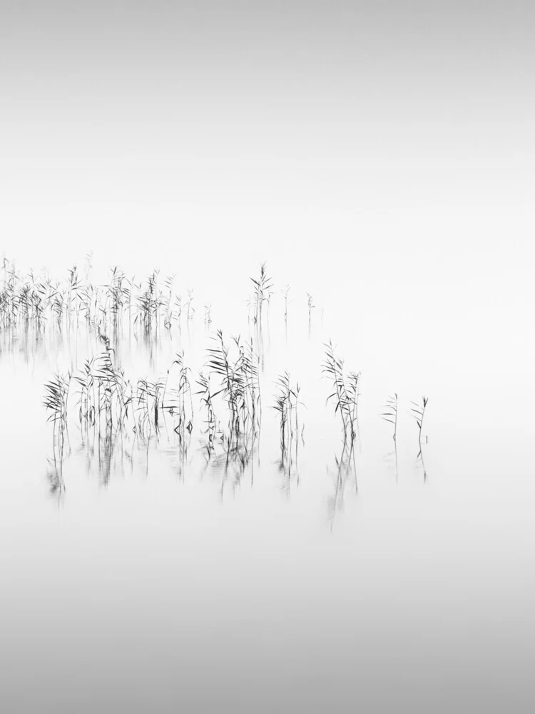 Reed - fotokunst von Holger Nimtz