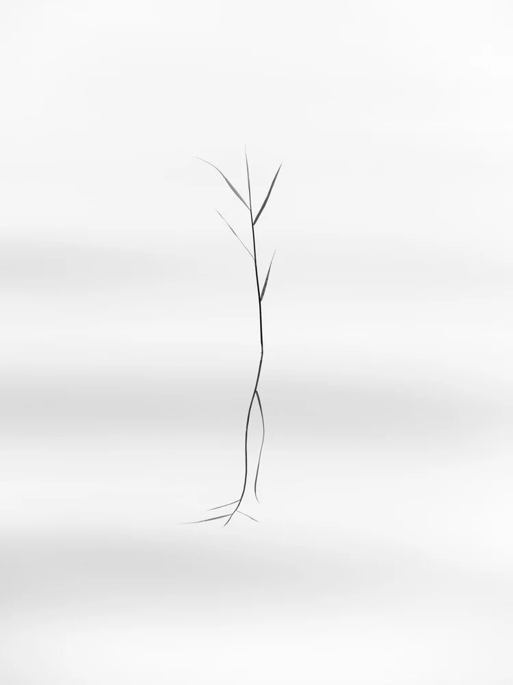 dancing reed - Fineart photography by Holger Nimtz