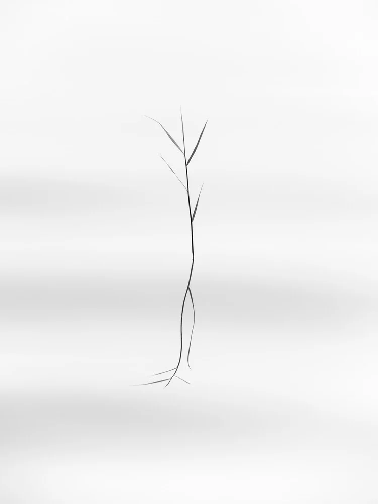 dancing reed - fotokunst von Holger Nimtz