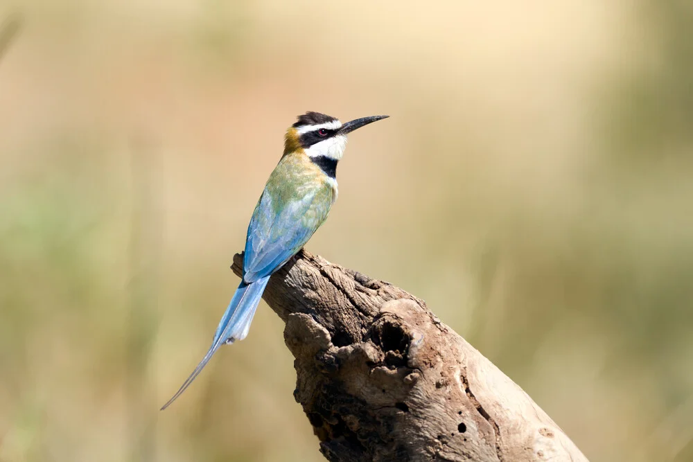 White throated Bee-eater - Fineart photography by Angelika Stern