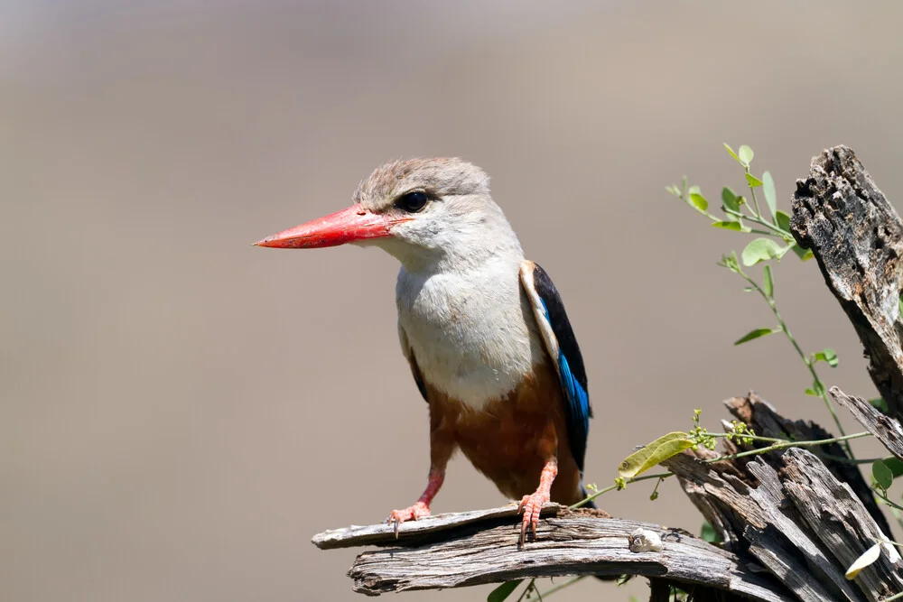 Grey-Headed Kingfisher - Fineart photography by Angelika Stern