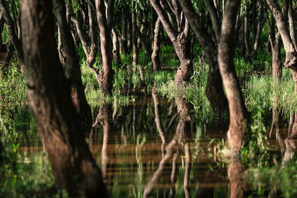 Swampy Reflections - Fineart photography by AJ Schokora