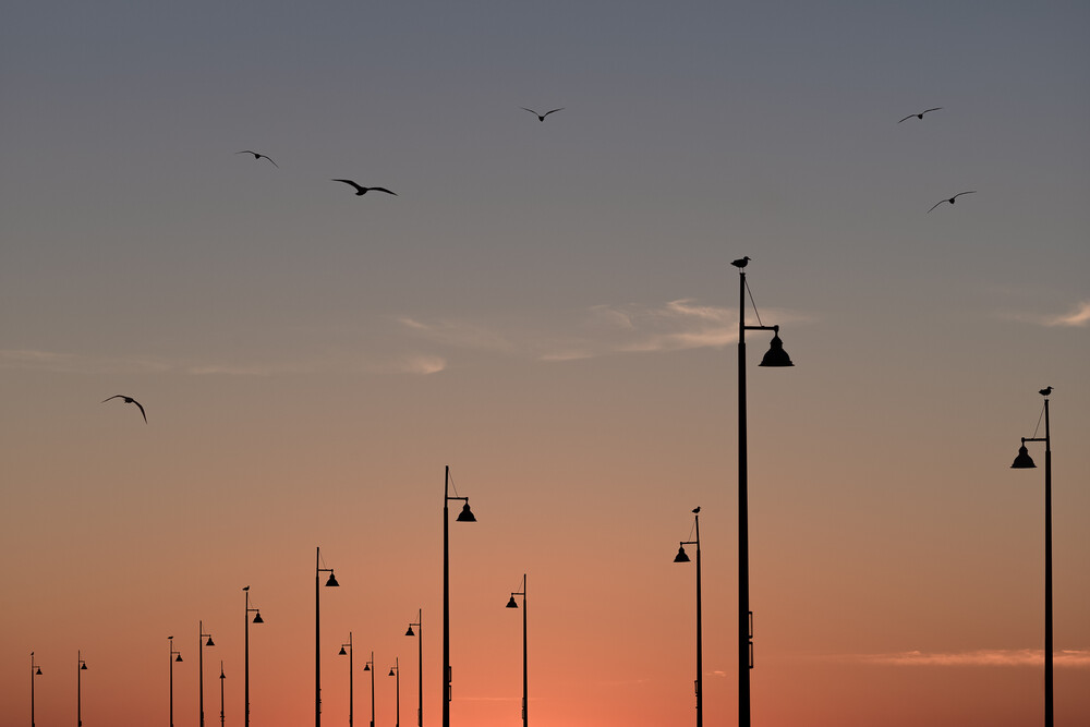 Birds on the Pier - Fineart photography by AJ Schokora