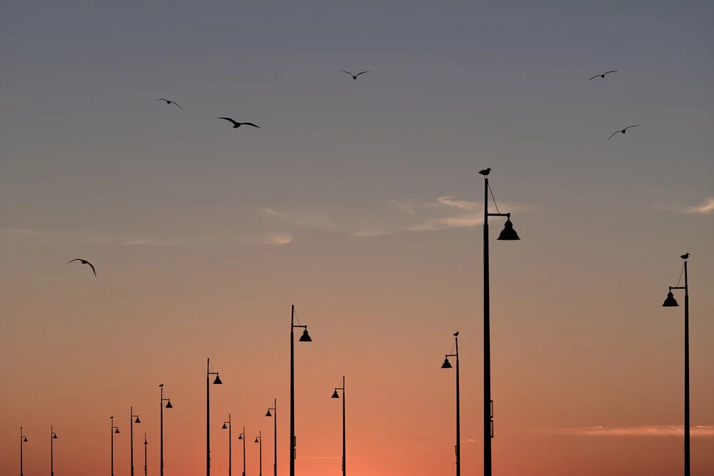 Birds on the Pier - fotokunst von AJ Schokora