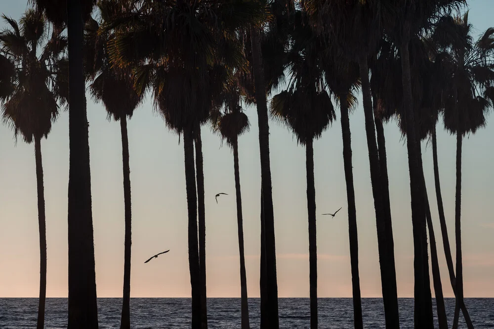 Palm Tree Sunset - fotokunst von AJ Schokora