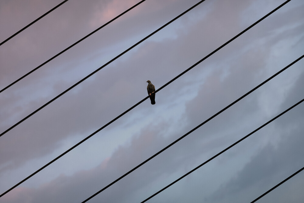 Bird on a Wire - Fineart photography by AJ Schokora