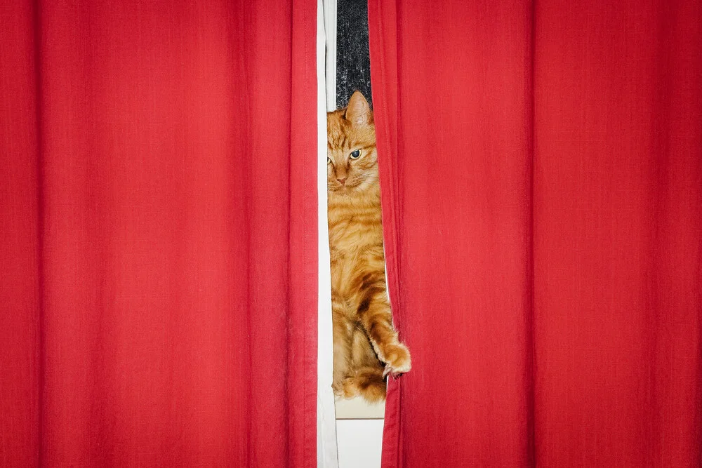 Cat Curtains - fotokunst von AJ Schokora