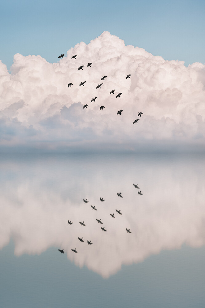Reflection Flock - Fineart photography by AJ Schokora