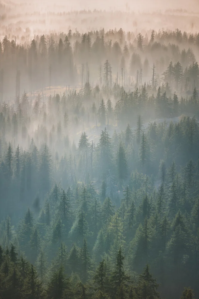 Oregon Forest Fog - Fineart photography by AJ Schokora