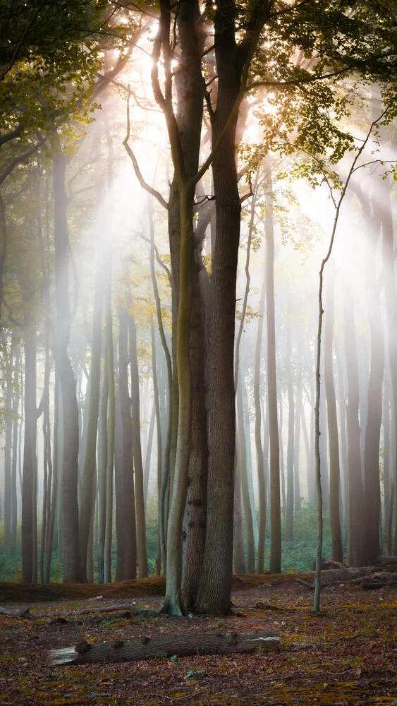 Herbststimmung im Wald - fotokunst von Martin Wasilewski