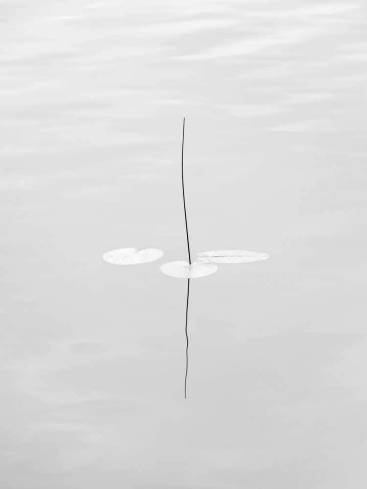 water lily - fotokunst von Holger Nimtz
