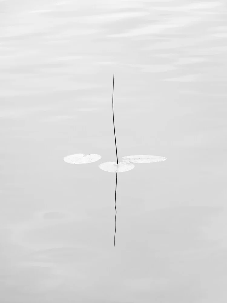 water lily - fotokunst von Holger Nimtz