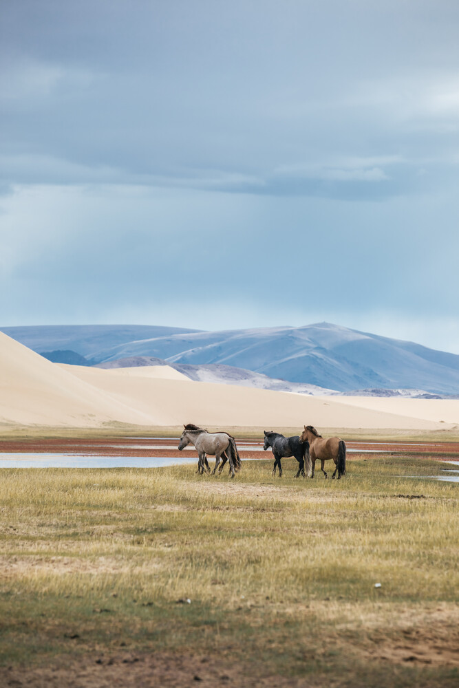 przewalksi horses in mongolia - Fineart photography by Leander Nardin