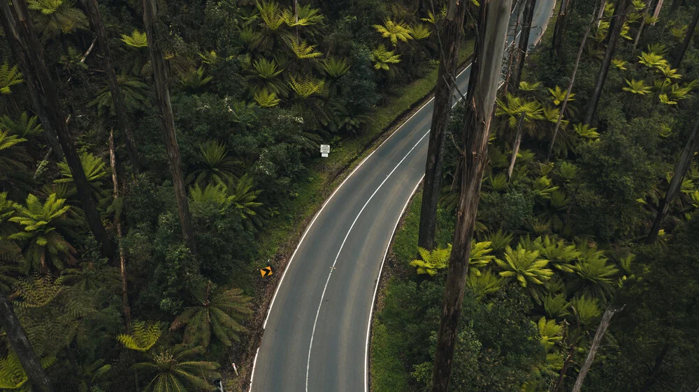 road in rainforest - fotokunst von Leander Nardin