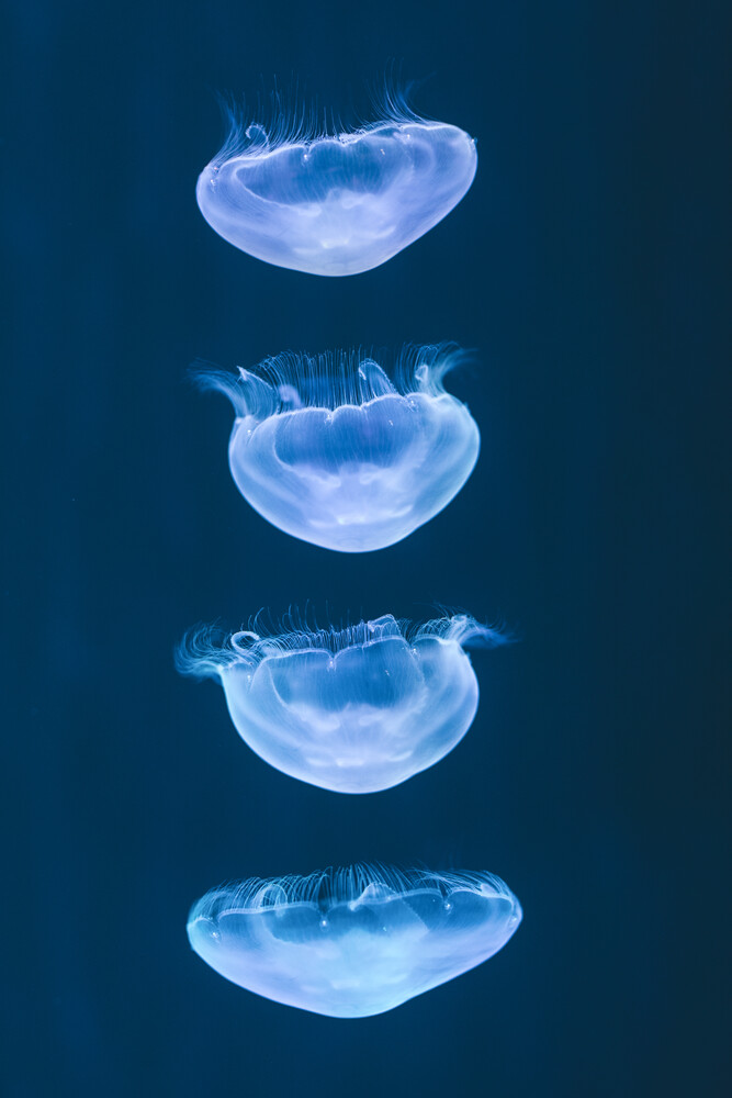 moving jelly fish - fotokunst von Leander Nardin