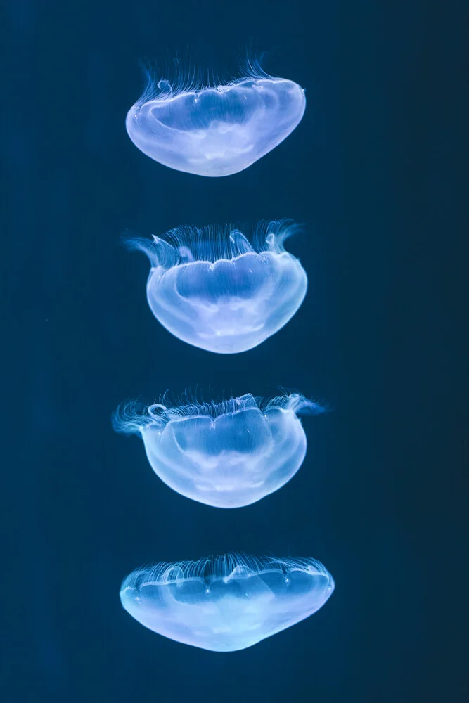 moving jelly fish - Fineart photography by Leander Nardin