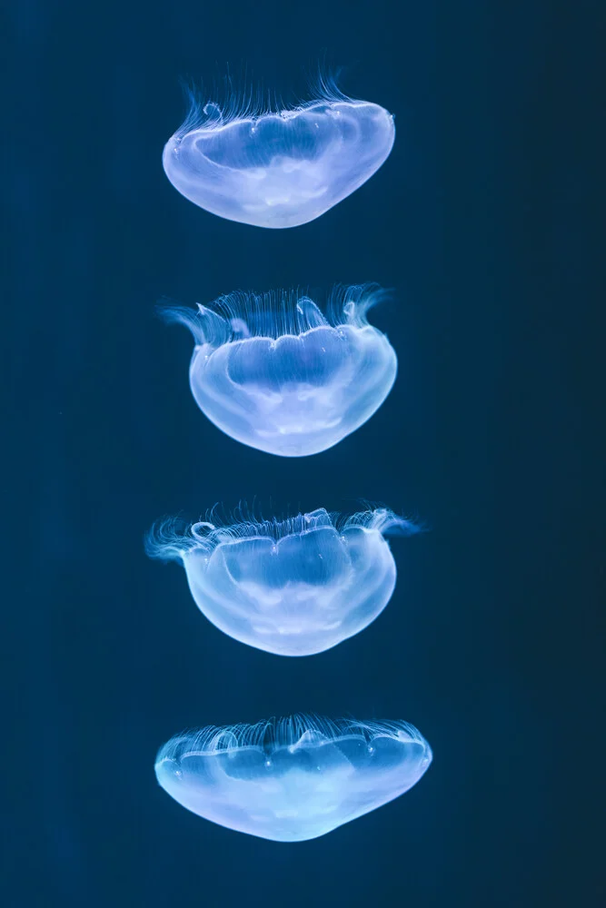 moving jelly fish - fotokunst von Leander Nardin