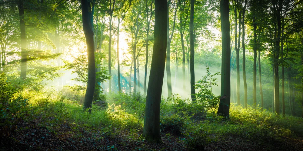 Dancing Trees - Fineart photography by Martin Wasilewski