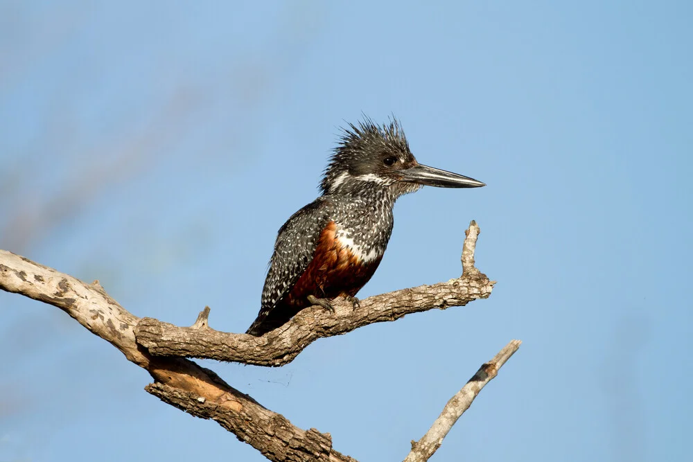 Giant Kingfisher - Fineart photography by Angelika Stern