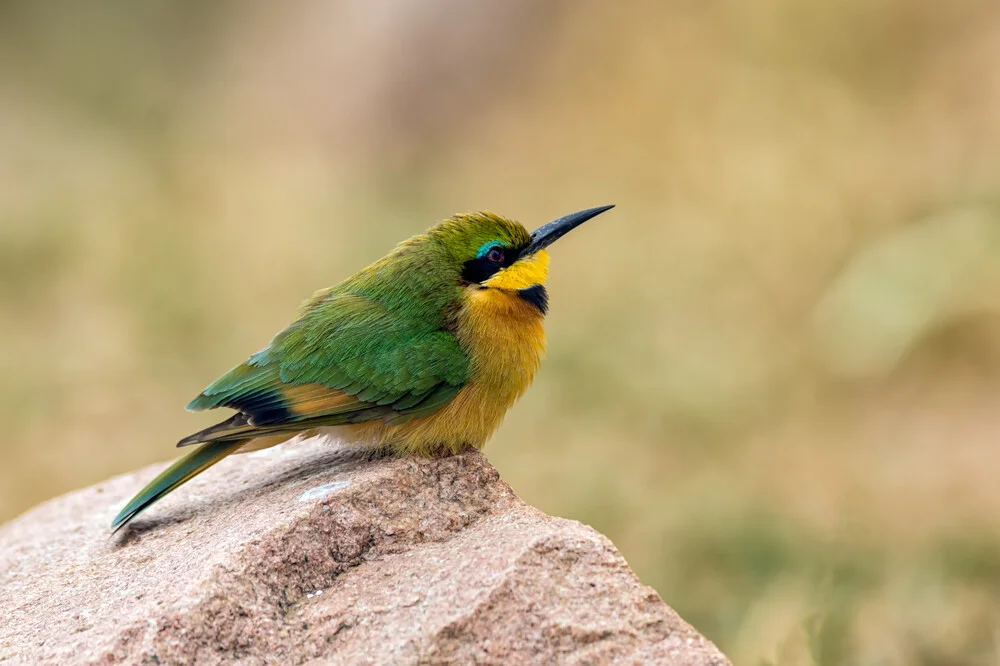 Little Bee-Eater - Fineart photography by Angelika Stern