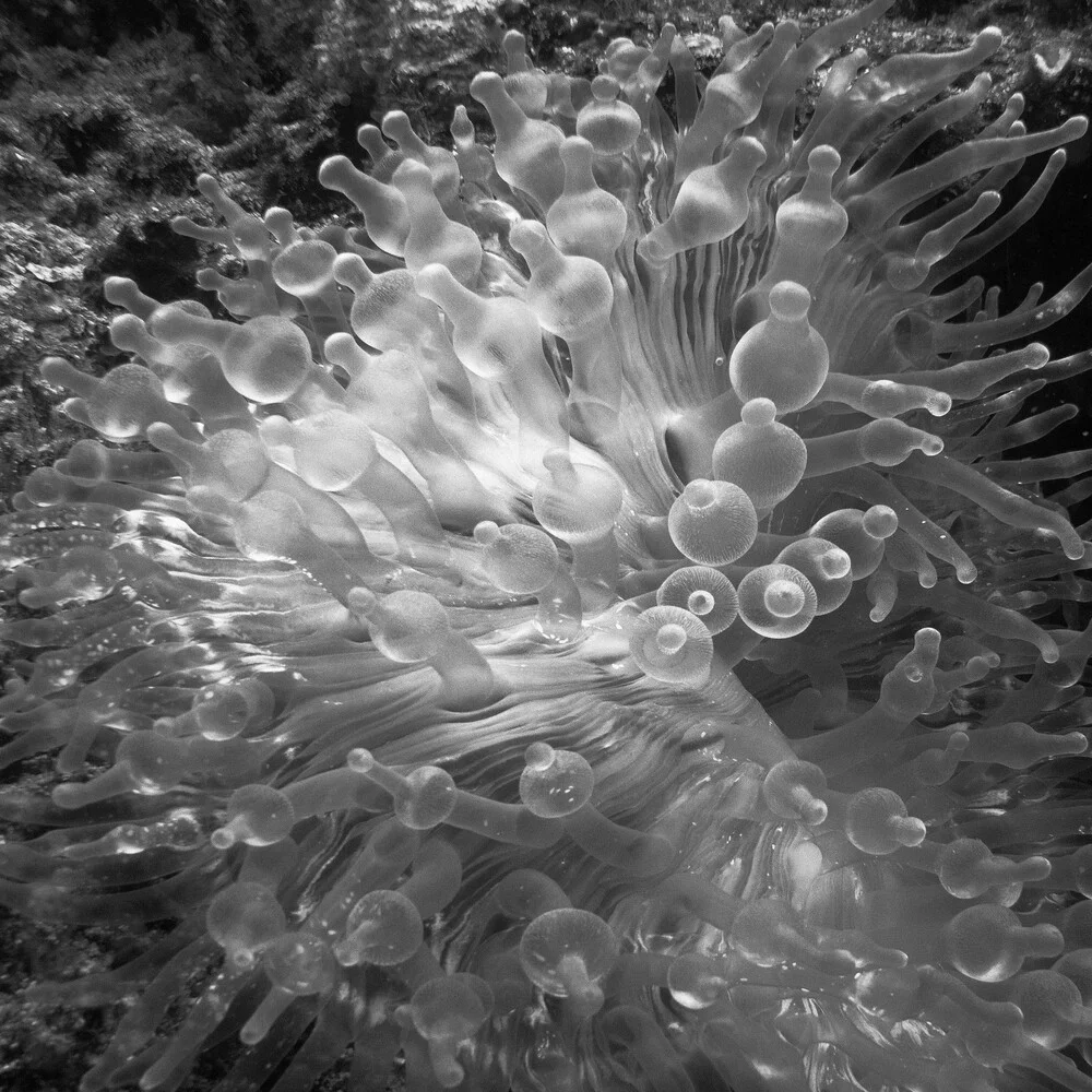 Anemone - fotokunst von Hengki Koentjoro