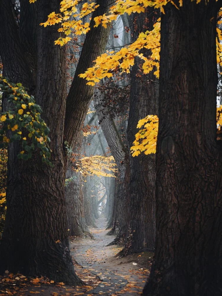 Autumn path - Fineart photography by André Alexander