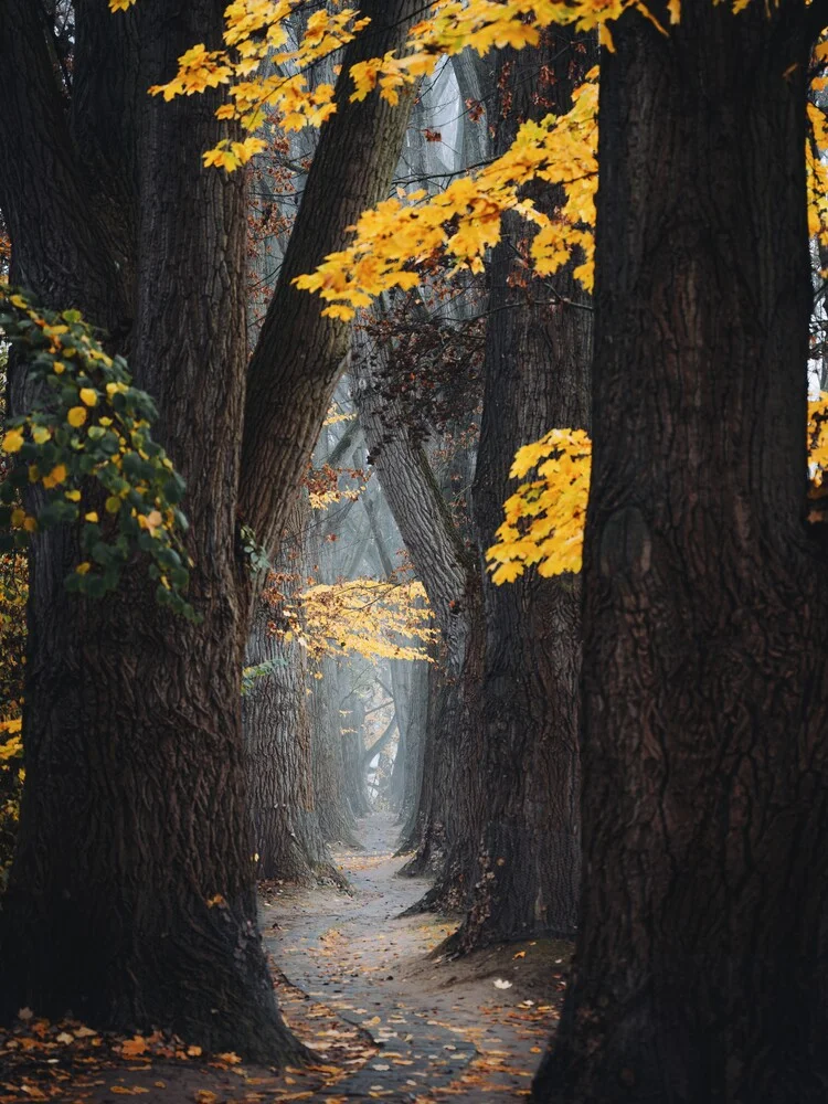 Herbstpfad - fotokunst von André Alexander