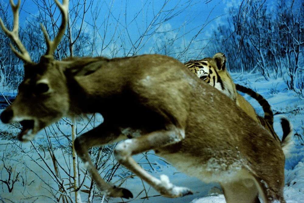 Jagd - fotokunst von Wolfgang Filser