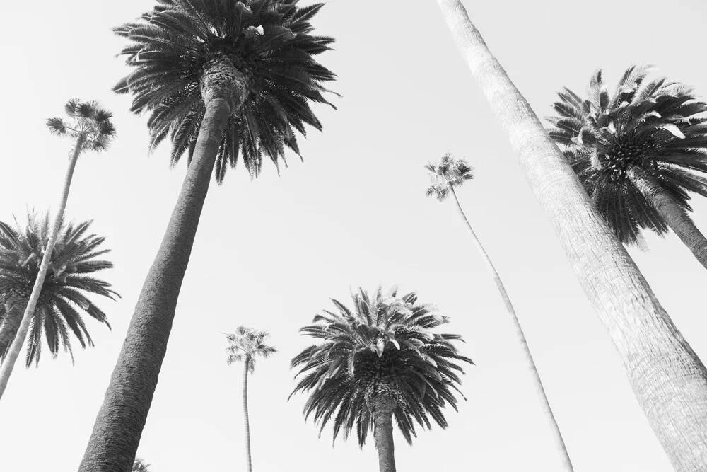 Palmengarten - fotokunst von Roman Becker