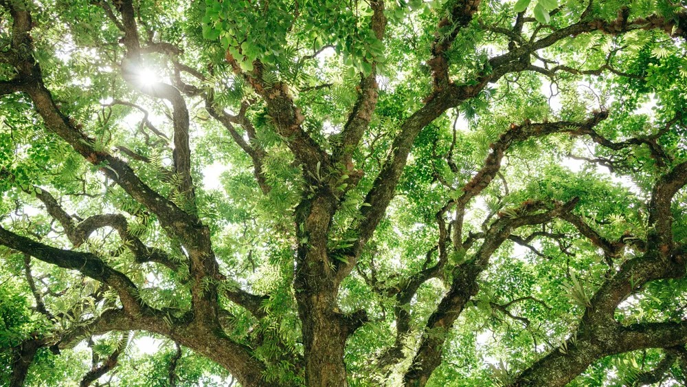 Baumstruktur in Ha Giang - fotokunst von Claas Liegmann