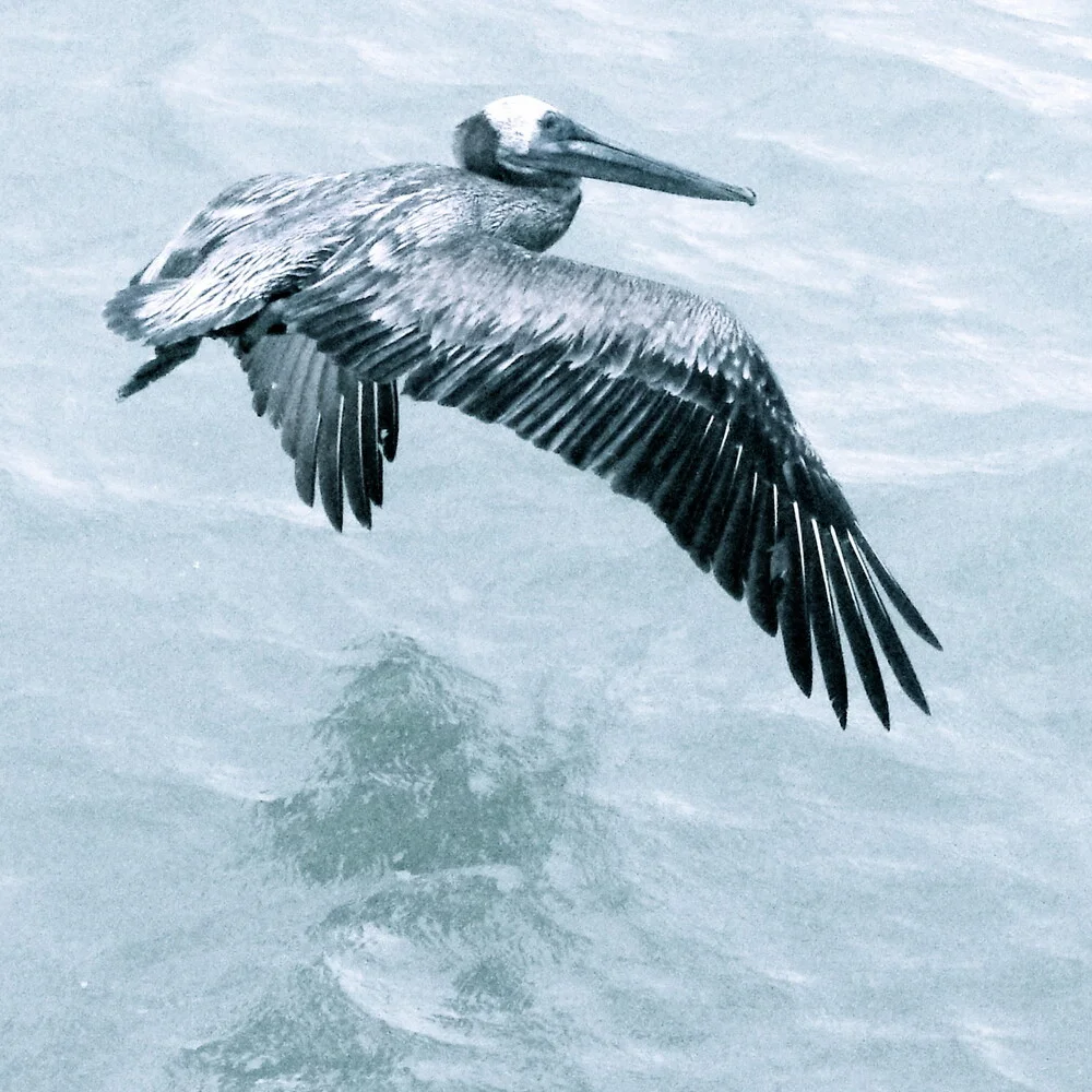 Big bird - fotokunst von Linda Steinhoff