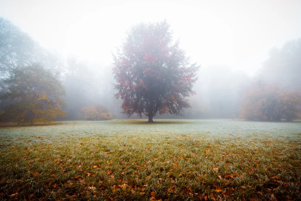 Baum im Nebeltraum - fotokunst von Martin Wasilewski