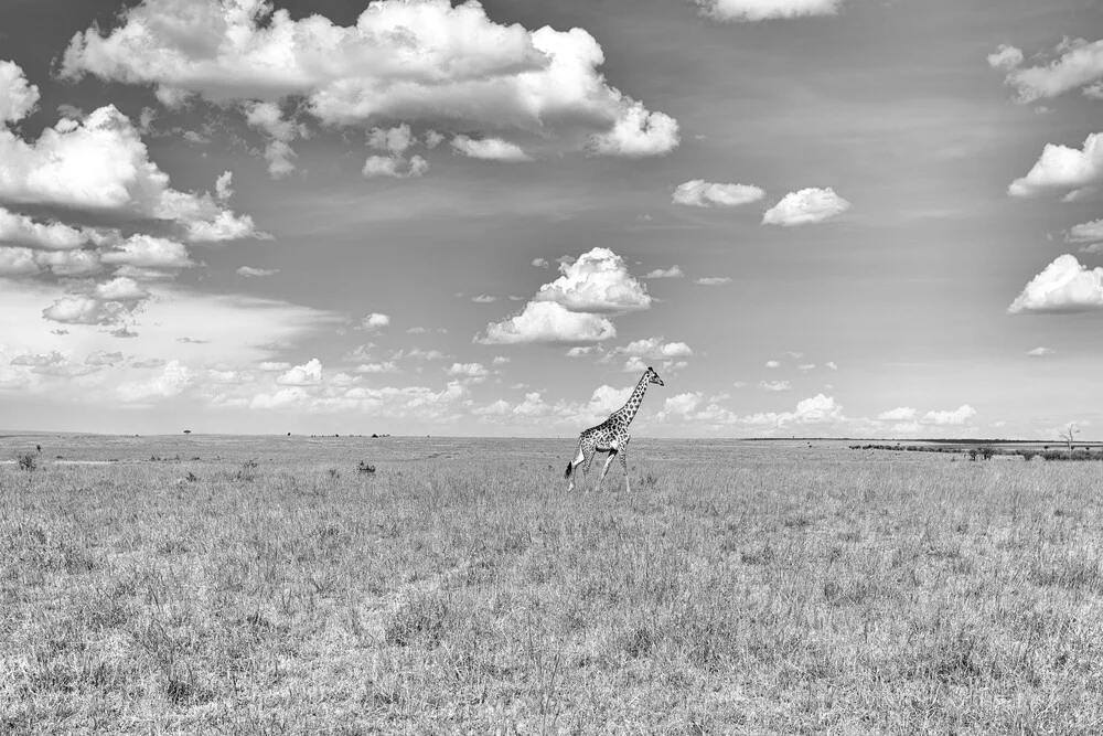 Giraffe in der Masai Mara, Kenia - Fineart photography by Angelika Stern