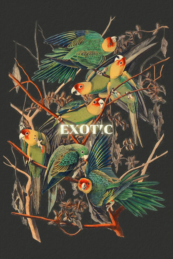 Exotic - fotokunst von Jonas Loose