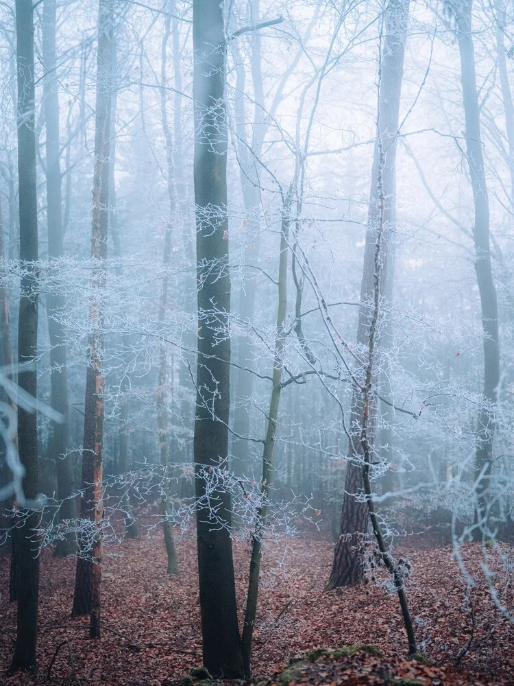 Frost II - fotokunst von André Alexander