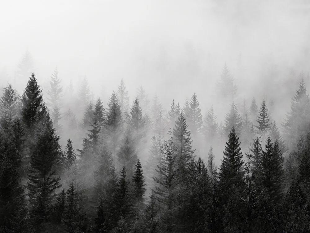 B&W Forest - fotokunst von Seven Trees Design