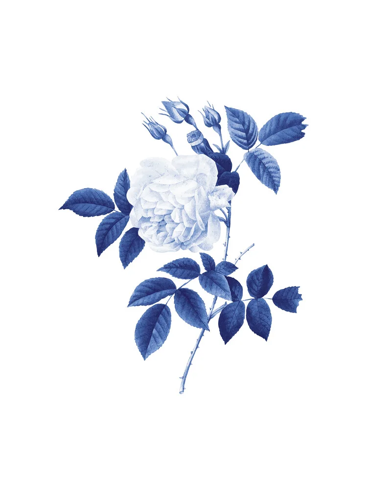 Blue botanic II - fotokunst von Seven Trees Design