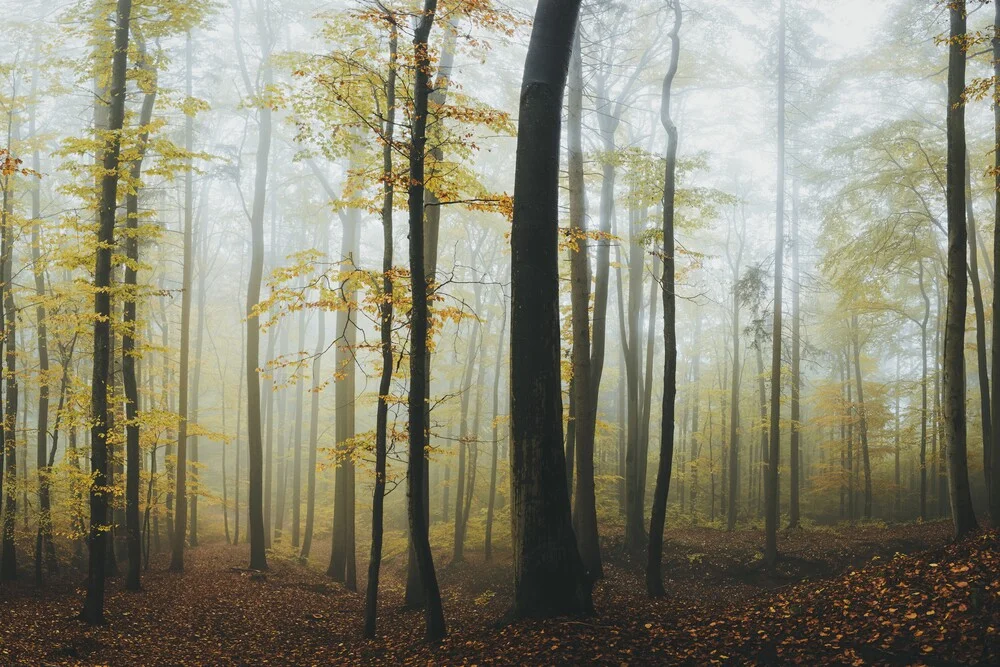 Herbstwald - fotokunst von Patrick Monatsberger