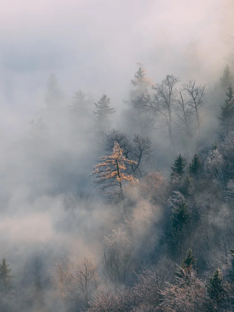 Frosty trees - Fineart photography by Sebastian ‚zeppaio' Scheichl