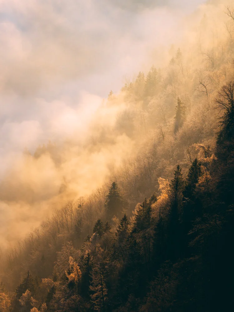 Golden fog - Fineart photography by Sebastian ‚zeppaio' Scheichl