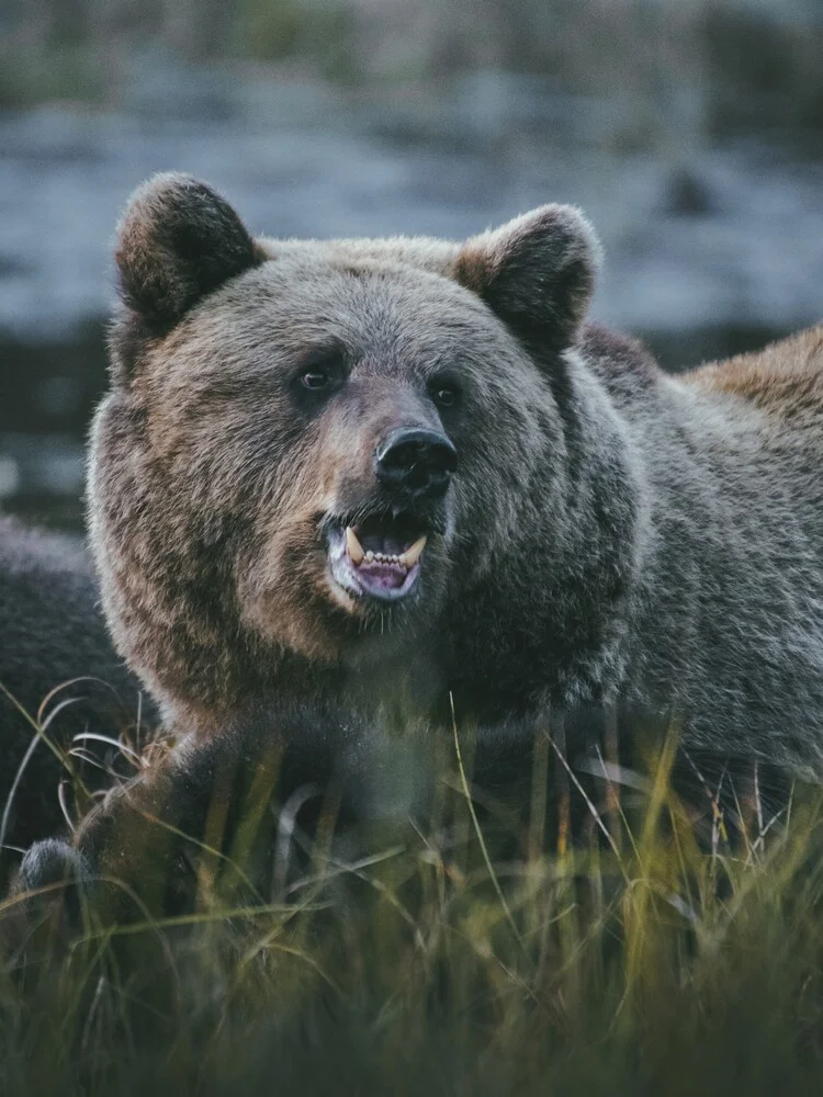 Mother Bear - Fineart photography by Patrick Monatsberger