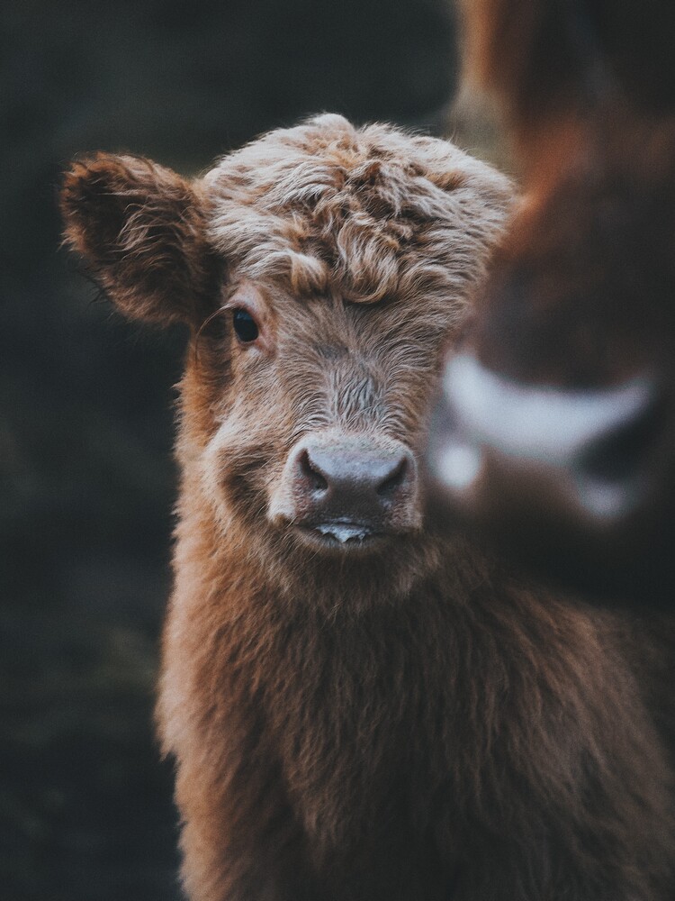 Baby Highland Coo - Fineart photography by Patrick Monatsberger