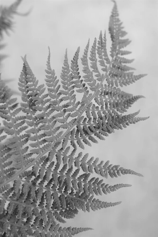 Fern - Fineart photography by Sandra Fritz